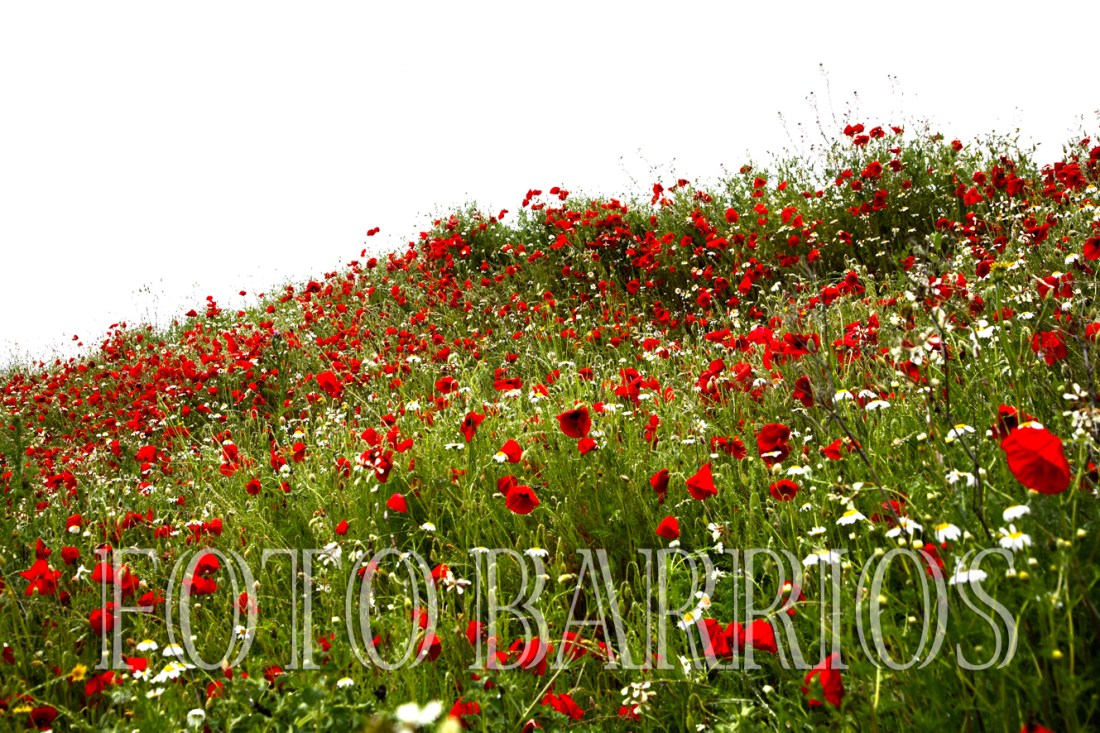 amapolas fotografía barrios