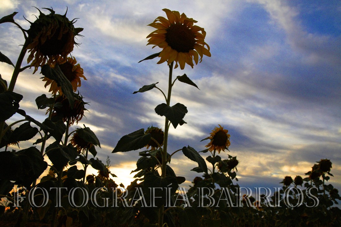 atardecer con girasoles Rioseco